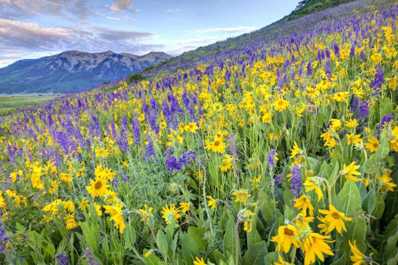 CO, Crested Butte Flowers on hillside by Dennis Flaherty - Item # VARPDXUS06BJY0060